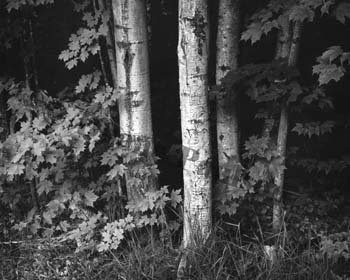 aspen trunks