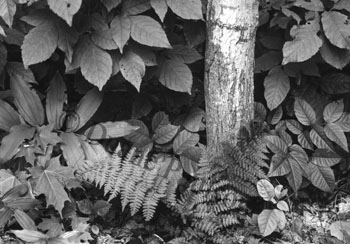 leaves 7amp; tree trunk